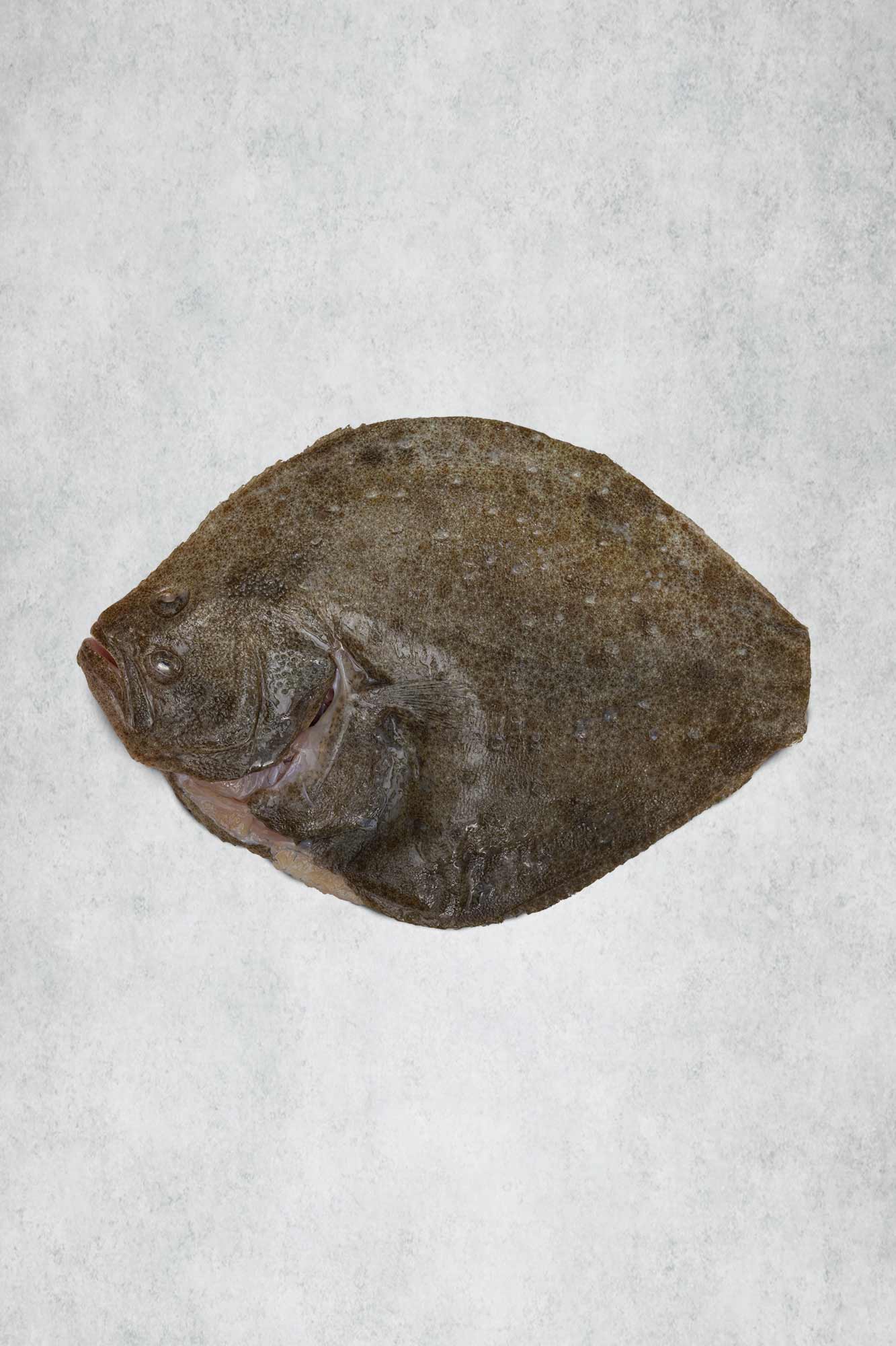 WM Frozen Fish